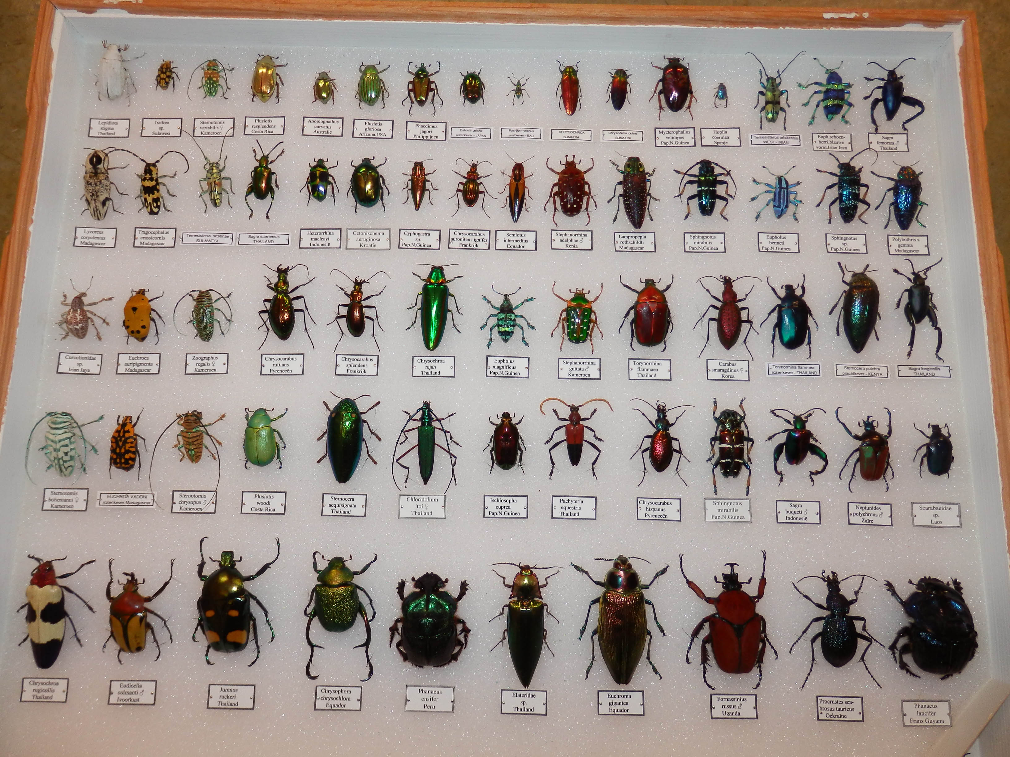 Wat Is De Naam Insecten Insecten TFJCFZ Wat Is De Naam Insecten Insecten TFJCFZ